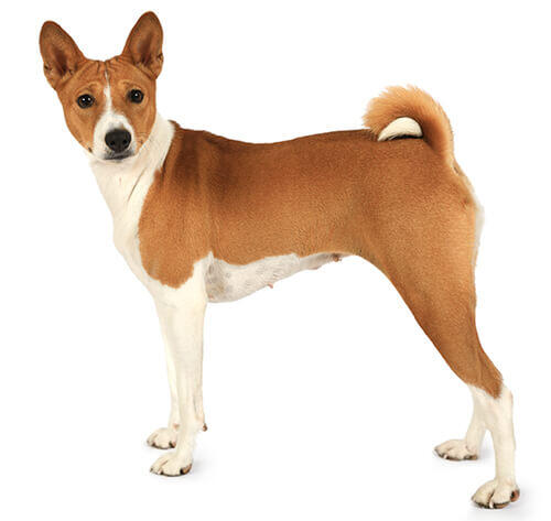 Dog breeds sale purina